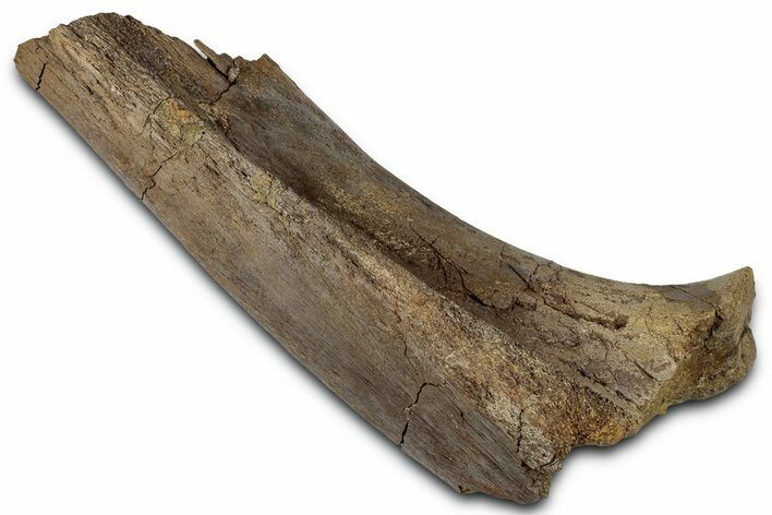 Fossil Dinosaur Bone Section - Wyoming #331001